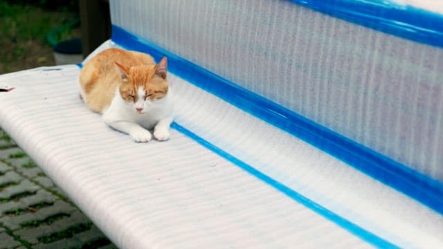 Cat peacefully sleeping on the outdoor bench