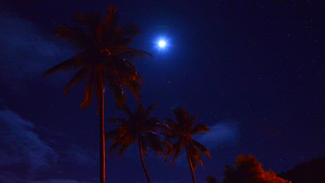 Night sky sparkling with moon above tropical palm trees