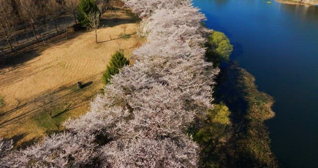 Blossom trees and colorful caravans by the lake