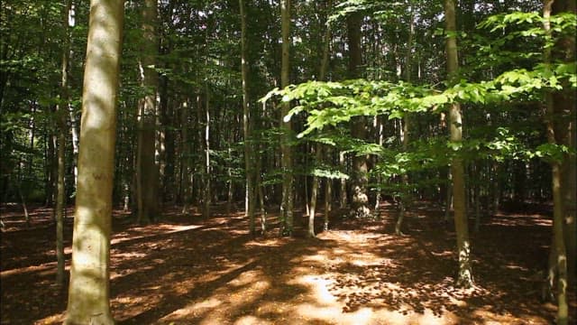 Tranquil Forest Bathing in Sunlight