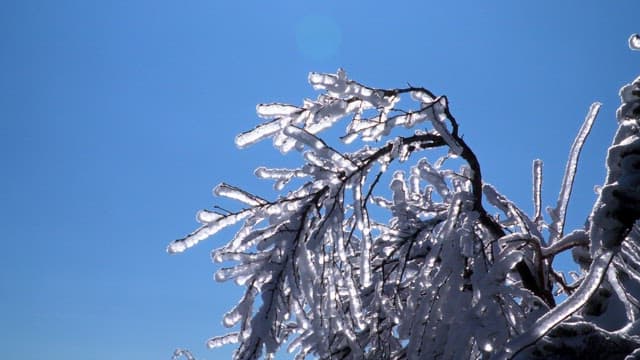 Trees with branches covered in ice under a clear blue sky