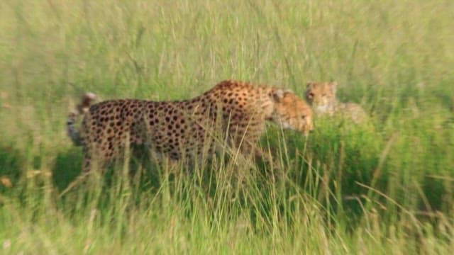 Cheetahs Camouflaged in Tall Grass