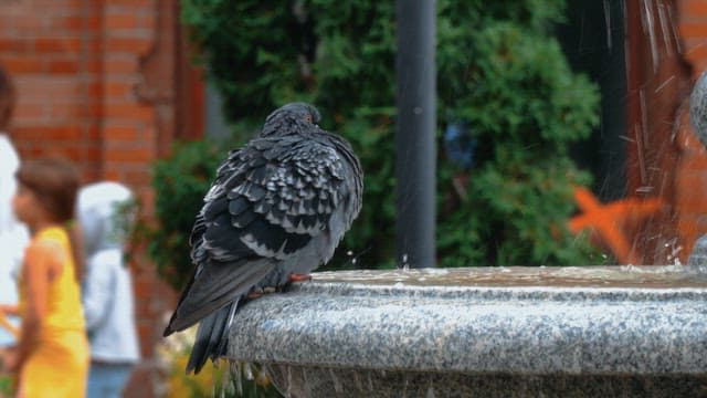 Pigeon perched on a fountain in the park on a rainy day