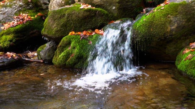 Clear stream flowing over mossy rocks in autumn