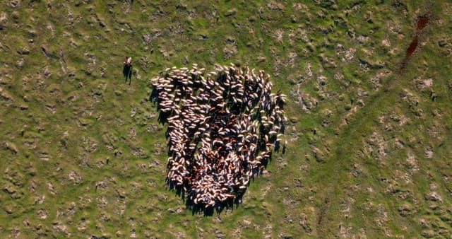 Herd of goat grazing on a vast plain