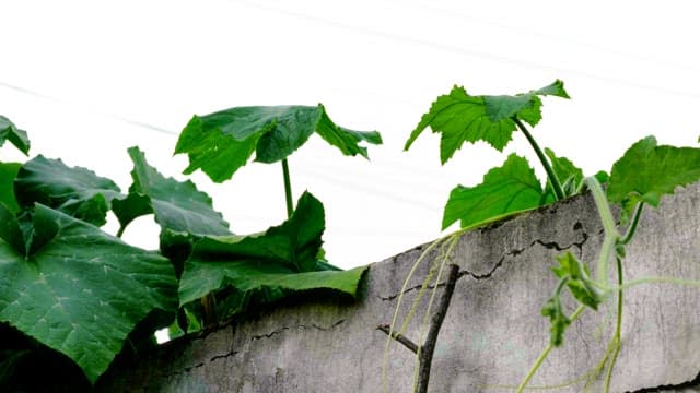Green leaves growing over a cracked concrete wall outdoors