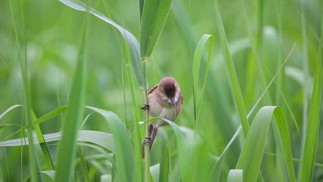 Little bird chirping, hanging on the green grass