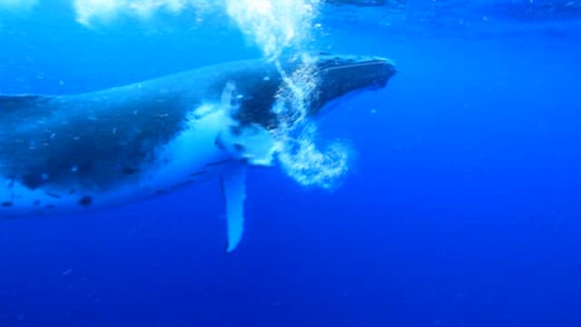 Majestic Whale Swimming in the Deep Blue Sea