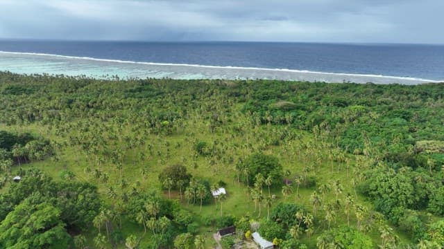 Lush tropical rainforest on the beach with a view of the blue sea