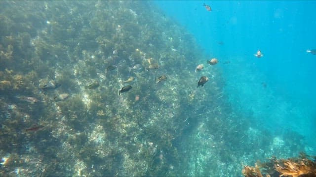 School of fish swimming in clear water