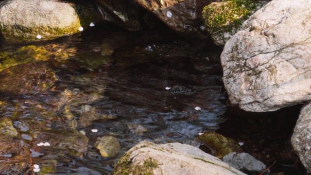Small stream flowing through mossy rocks under soft sunlight