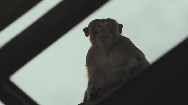 Monkey Sitting and Looking Around