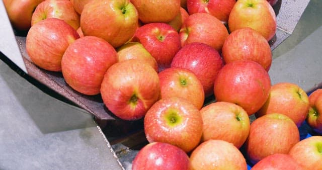 Fresh apples being washed on a conveyor belt