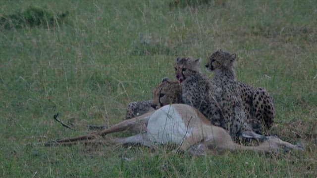 Cheetahs feeding on their prey in the wild