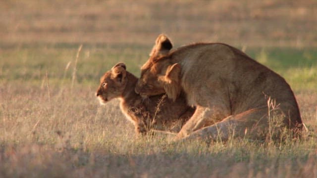 Lioness and cub bonding in the savannah
