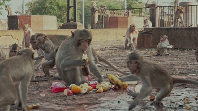 Monkeys Sitting Together on the Ground and Eating