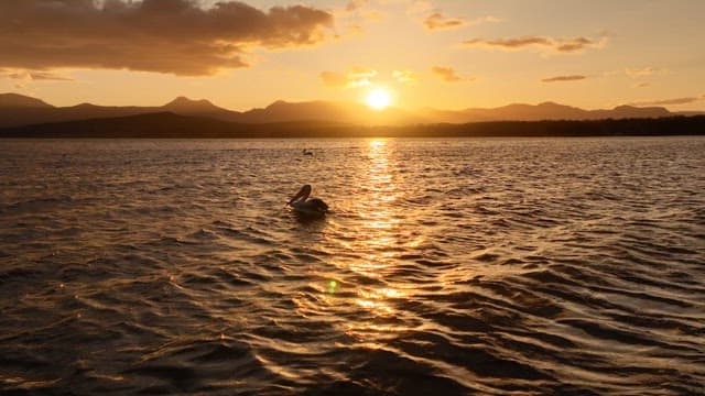 Pelicans Flying over the Water at Sunset