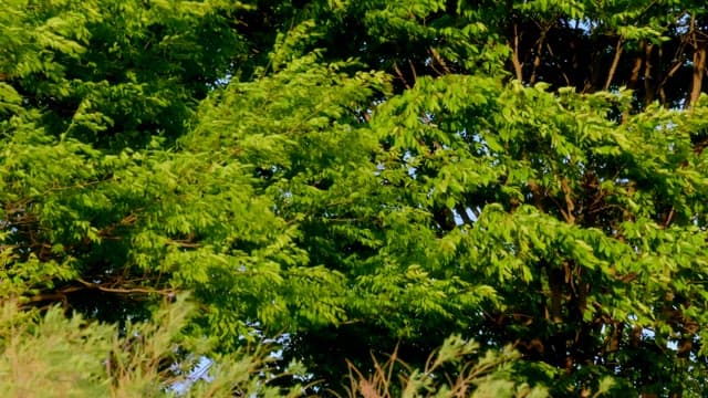 Lush green trees in a sunny outdoor setting