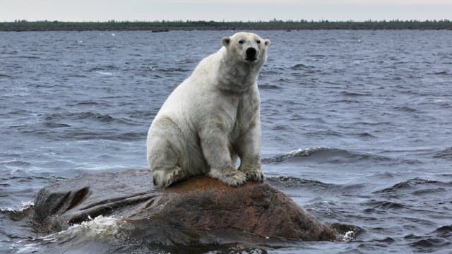 Polar bear sitting on a rock in the sea
