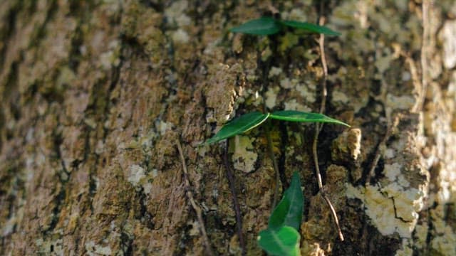 Green vine leaves climbing up a tree trunk