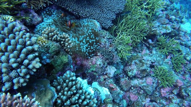 Clownfish swimming among vibrant corals