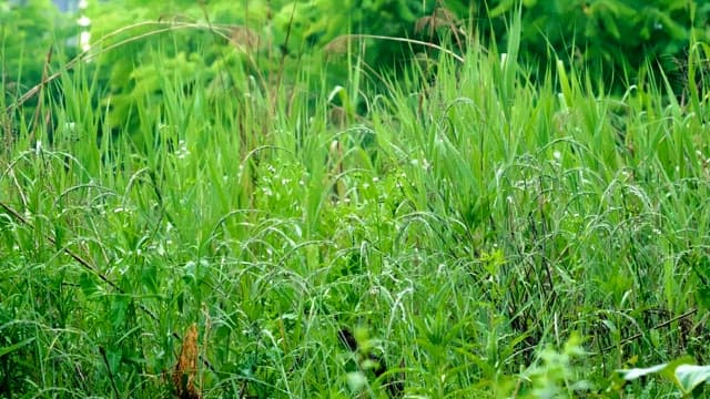 Dew-covered fresh grasses in a lush green field