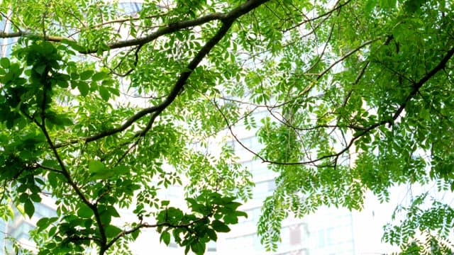 Green leaves and branches with a city backdrop
