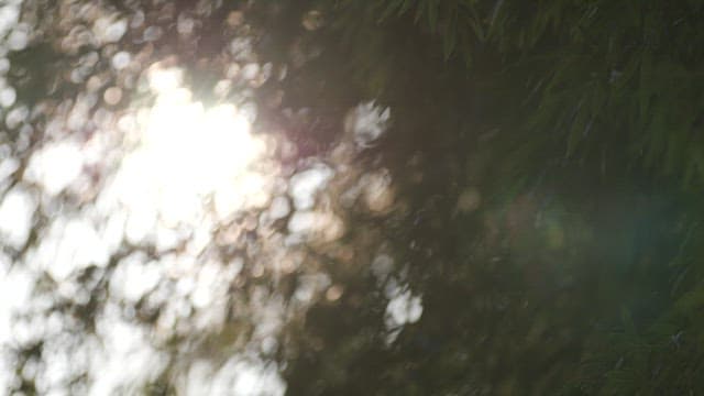 Sunlight Filtering Through Foliage
