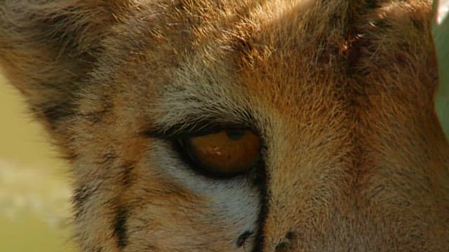 Close-up of a Cheetah's Watchful Eye
