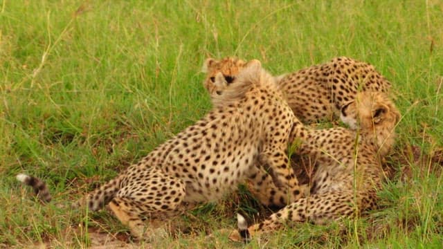Cheetahs Resting in Grassland