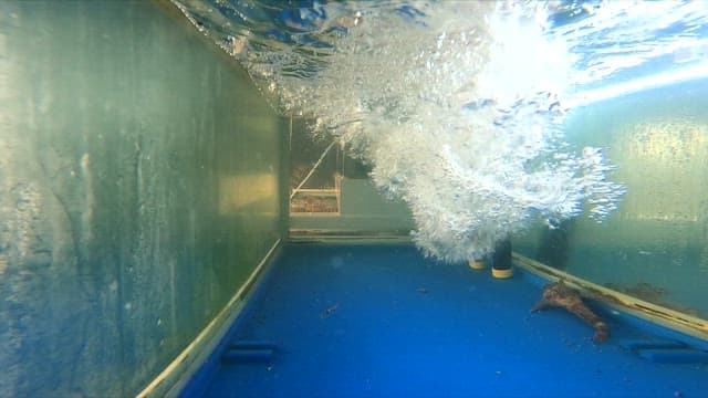 Squid being poured into a water tank in the fish market