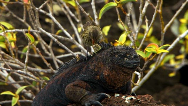 Symbiotic Relationship Between Iguanas and Birds