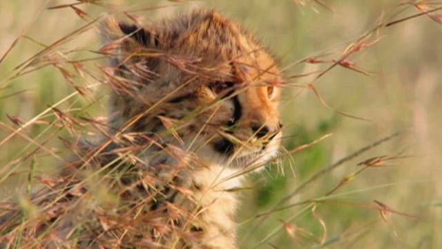 Cheetah Cub Hiding in the Grass