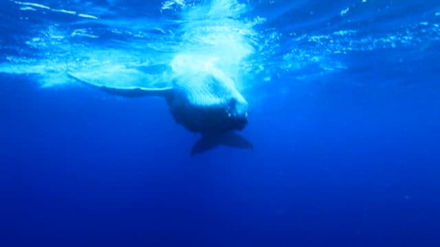 Majestic Whale Swimming in the Deep Blue Sea