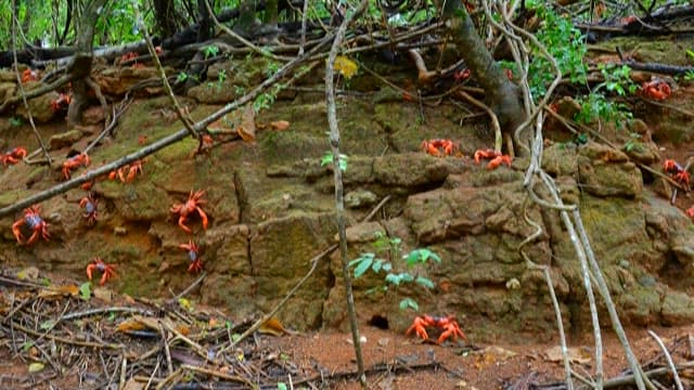 Red Crabs amidst Wet Forest Leaves