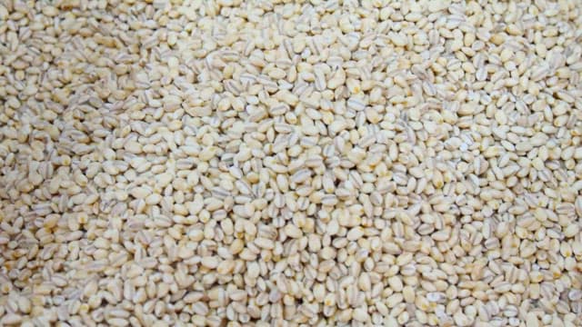 Pile of barley grains