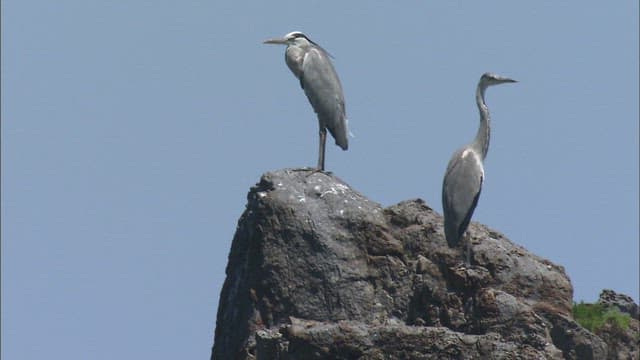 Two Herons Perched on a Rocky Cliff