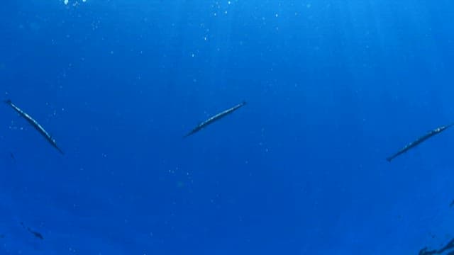 Silver fish swimming in the sea