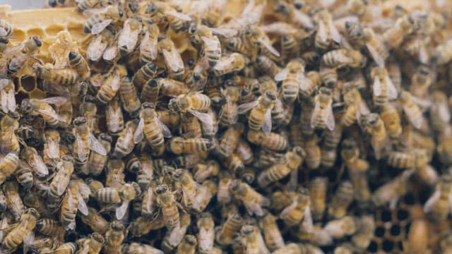 Busy Bees Working on Honeycomb
