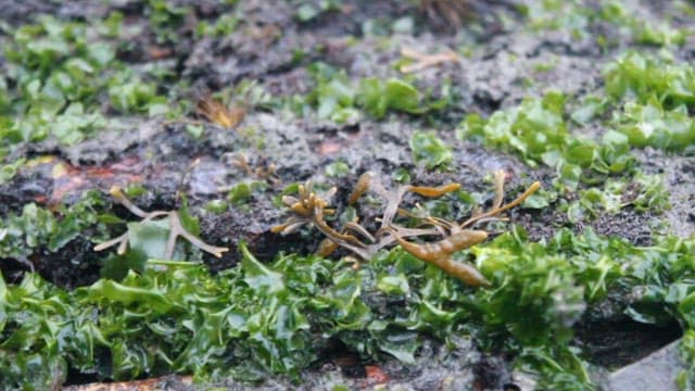Seaweed growing in shallow waters