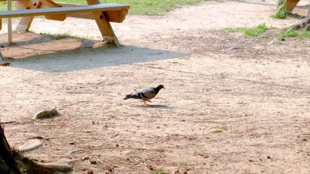Pigeon walking on a dirt path