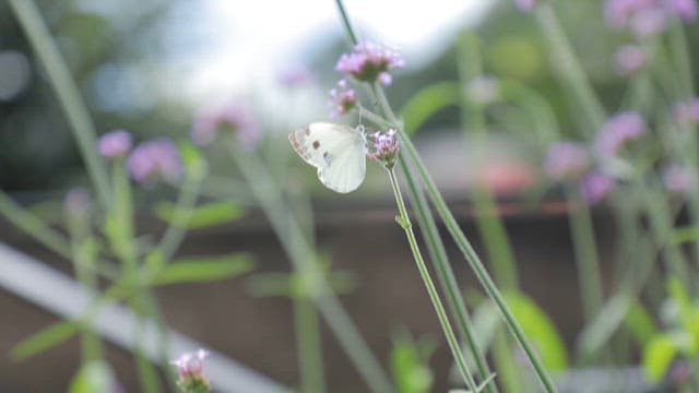 Butterfly Perched on Purple Flowers