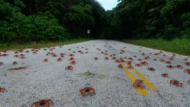 Crabs Invade a Tropical Roadside