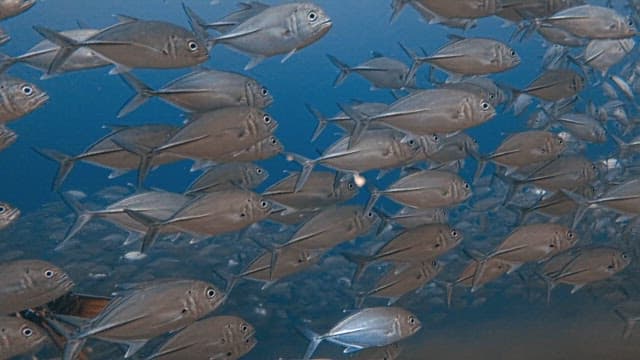 Silver Colored Fish Moving in Large Schools