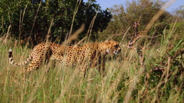 Cheetah moving through the grassland