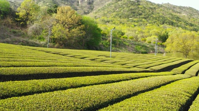 Large Green Tea Field on a Sunny Day