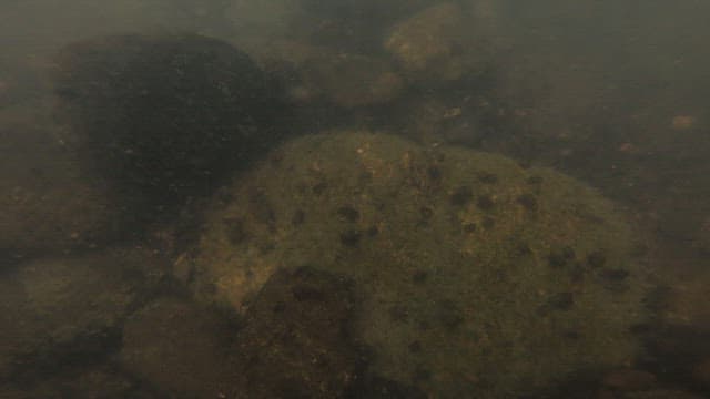 Fishing Marsh Snails Living in a Clear Stream