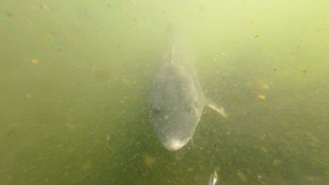 Sturgeon Swimming in a Fish Farm Tank
