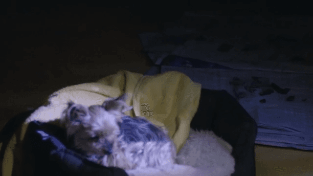 Puppy resting in a nest in a dark room