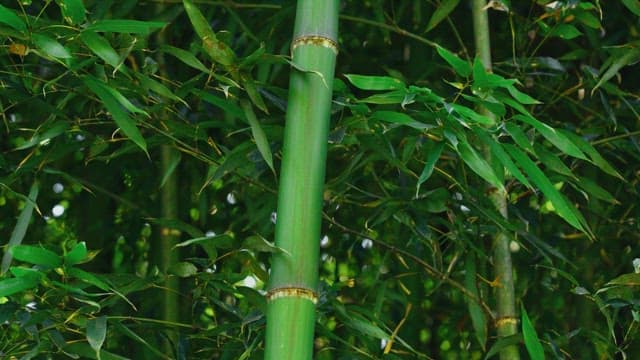 Bamboo stalk amidst dense green foliage